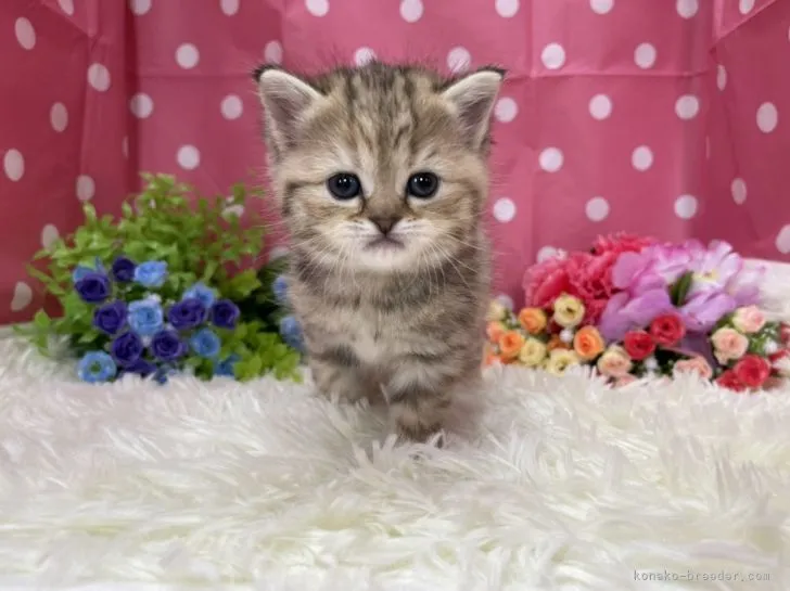 ID：2109-01268の子猫