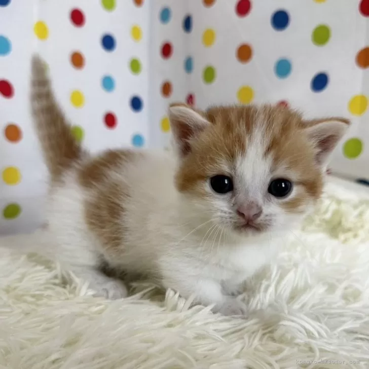 ID:2407-01071の子猫