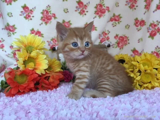 ID：1806-00590の子猫