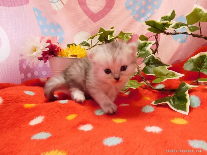 ID：1608-00859の子猫