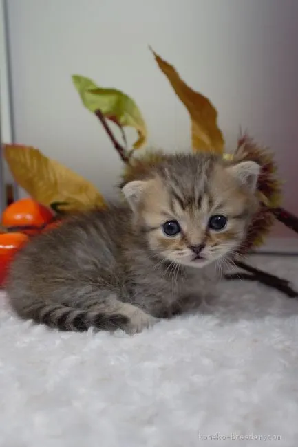 ID：1908-01242の子猫