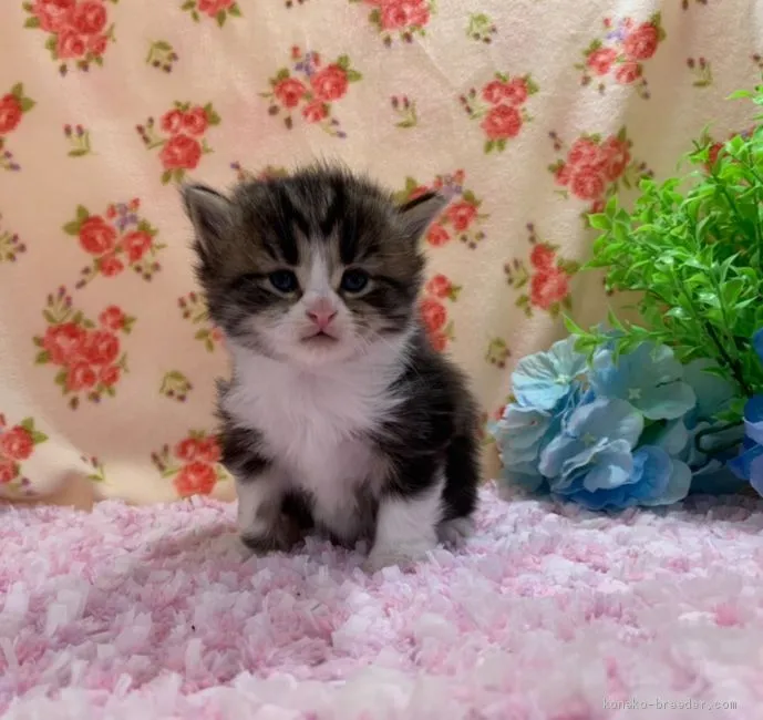 ID:2001-00243の子猫