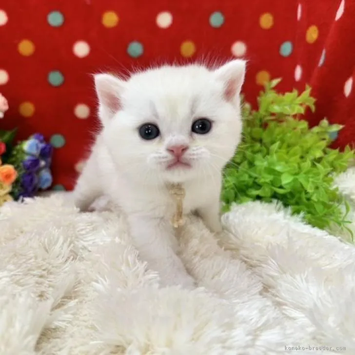 ID:2302-00986の子猫
