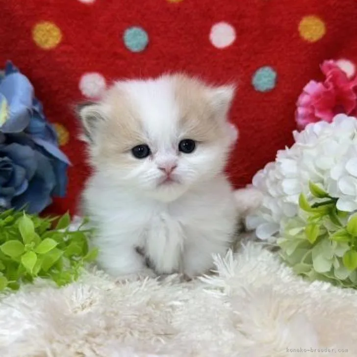 ID:2303-00363の子猫