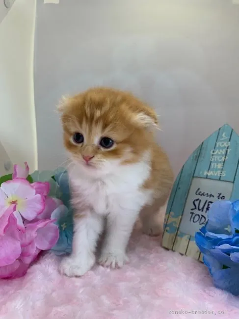 ID：1905-01569の子猫