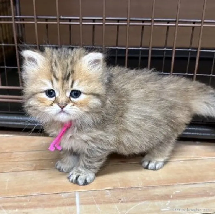 ID:2305-00144の子猫