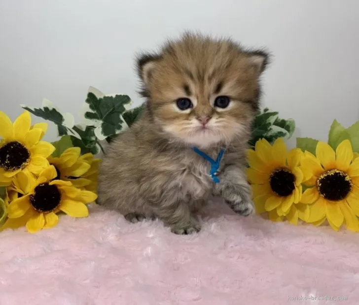 ID：2007-01644の子猫