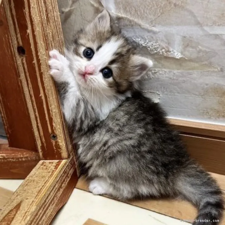 ID:2305-02765の子猫