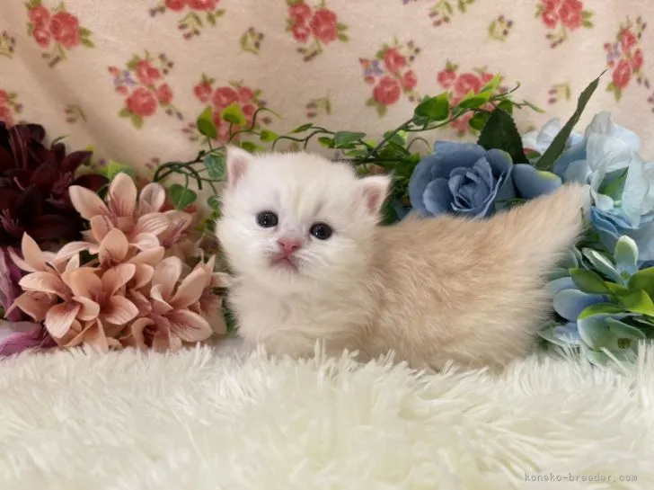 ID:2201-01943の子猫
