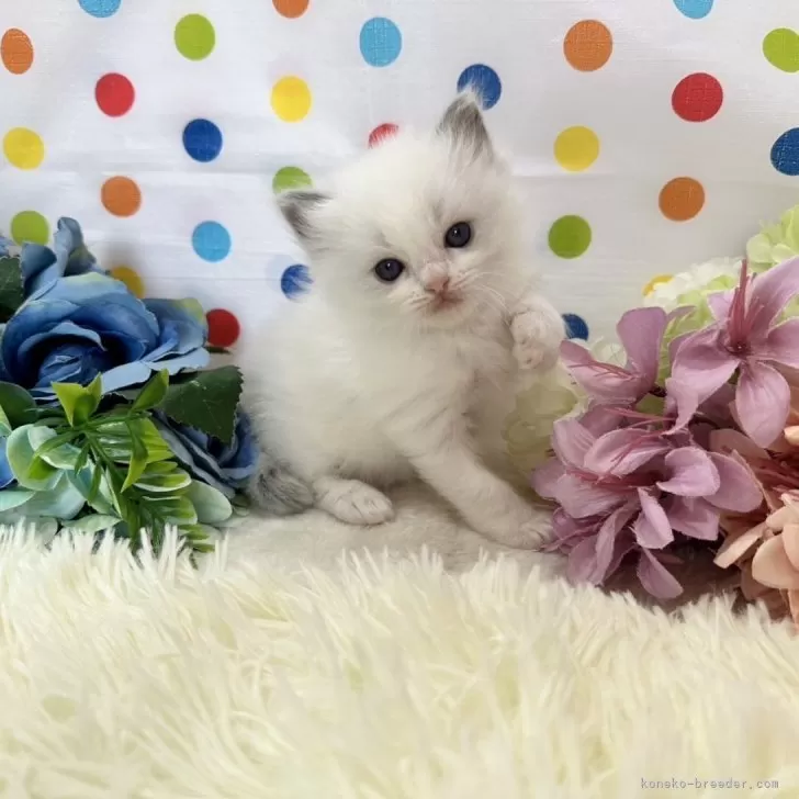 ID：2405-00814の子猫