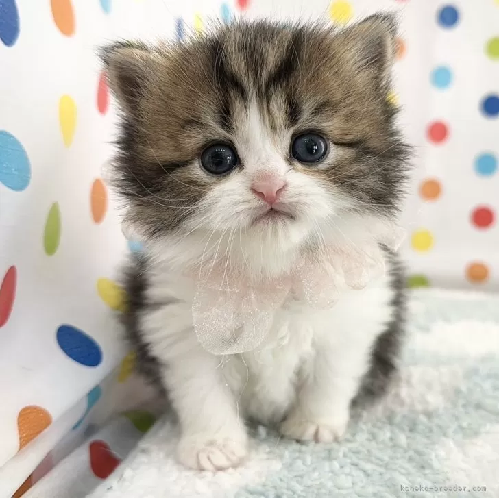 ID:2412-01314の子猫