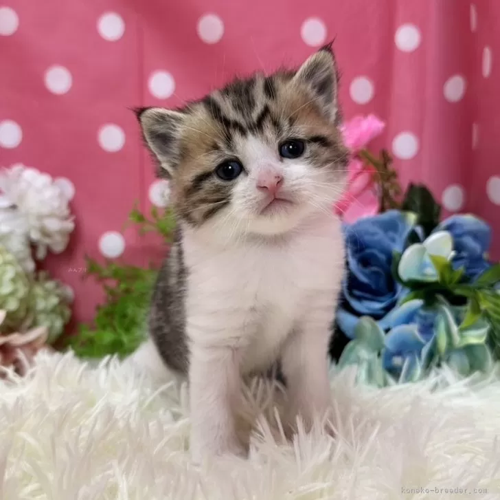 ID：2402-01229の子猫