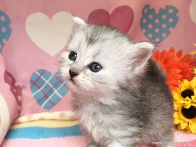 ID：1709-00130の子猫
