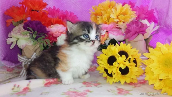 ID：1604-00404の子猫