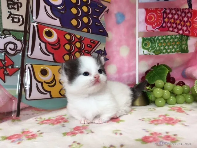 ID：1704-01254の子猫