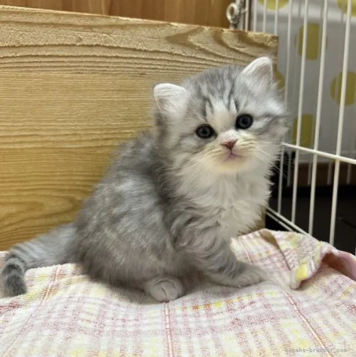 ID:2312-00932の子猫