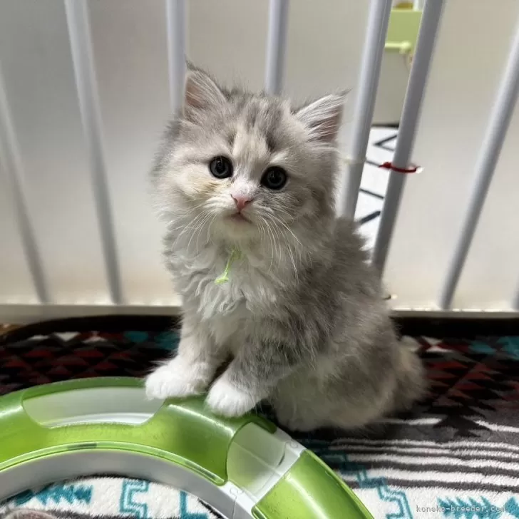 Y.S 様のお迎えした子猫