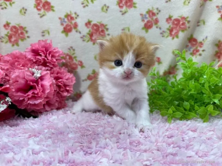 ID:2103-00814の子猫