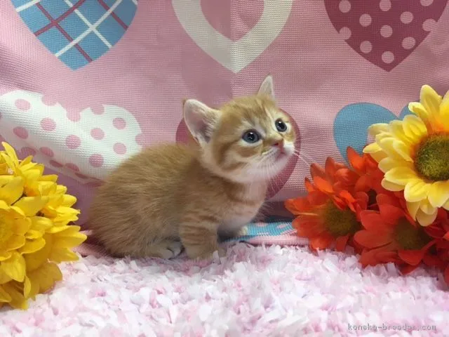 ID:1709-00401の子猫