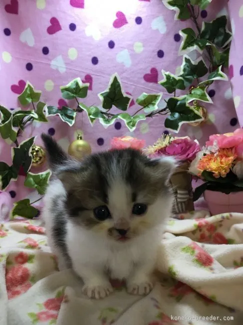 ID:1601-00405の子猫