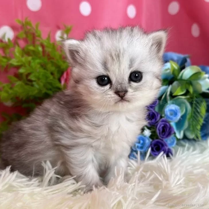 ID：2402-01232の子猫