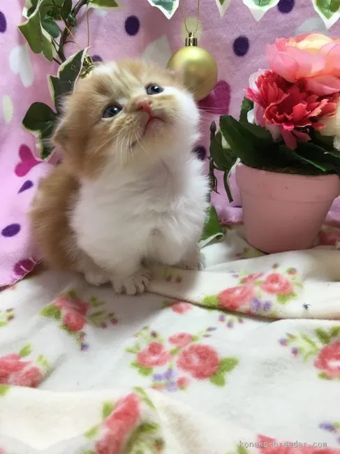 ID:1601-00406の子猫