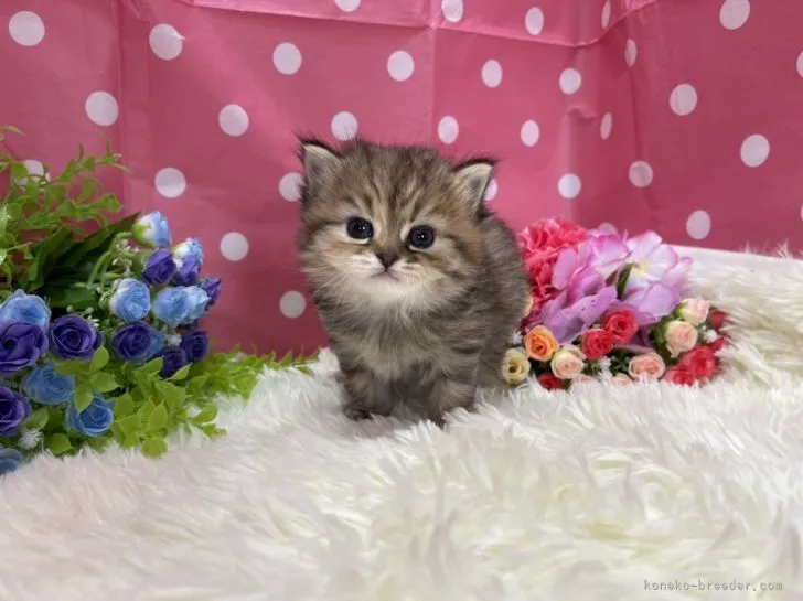 ID：2109-01269の子猫