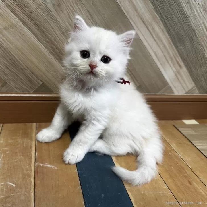 ID：2407-02200の子猫