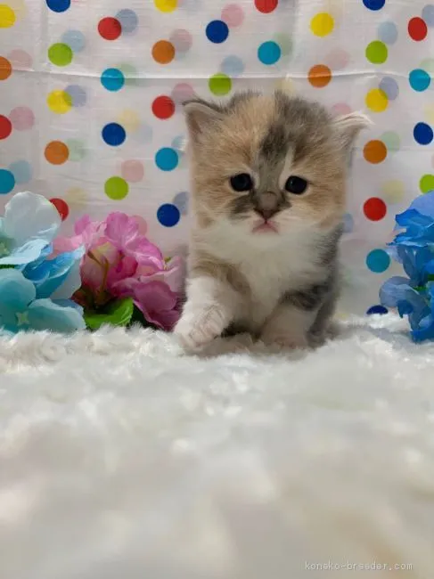 ID：1907-00839の子猫