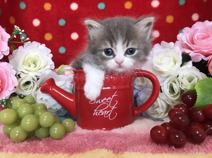 ID：1805-00348の子猫