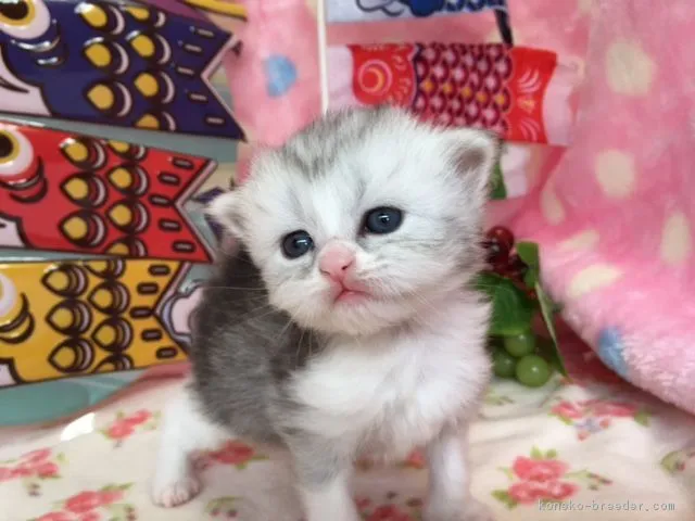 ID：1704-01243の子猫