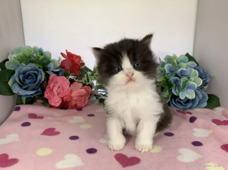 ID：2005-02006の子猫