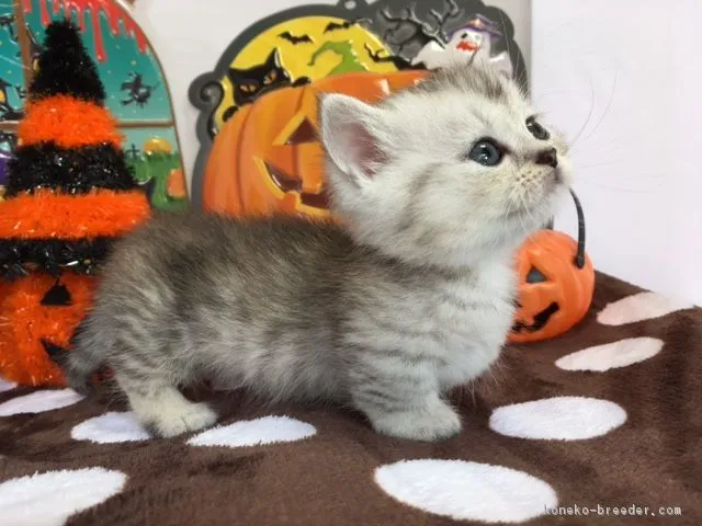 ID：1709-00951の子猫