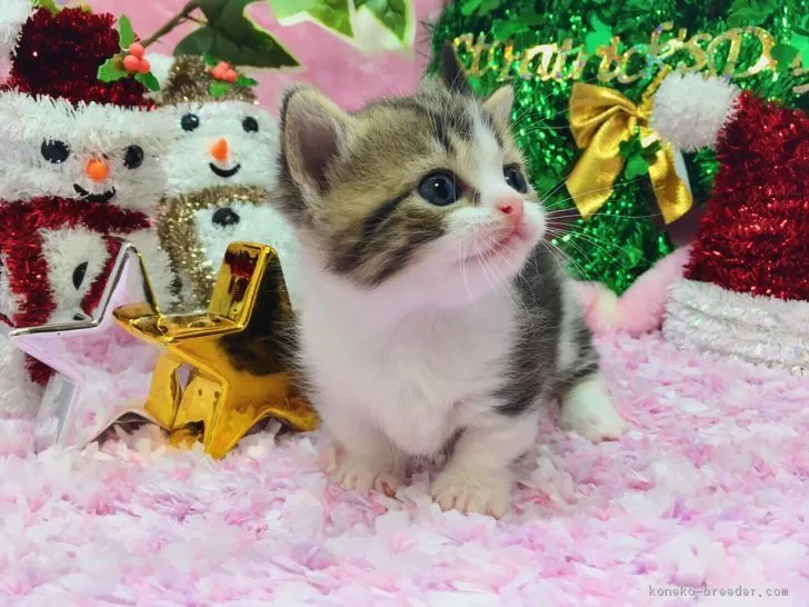 ID：1611-00724の子猫