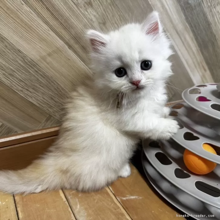 ID:2407-02193の子猫