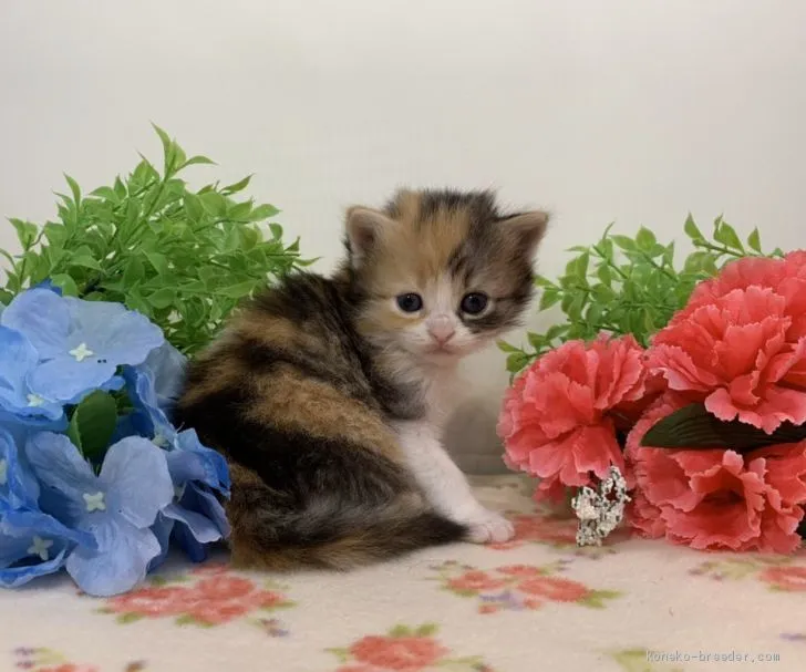 ID：2004-01696の子猫