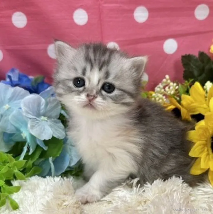 たまちゃん 様のお迎えした子猫