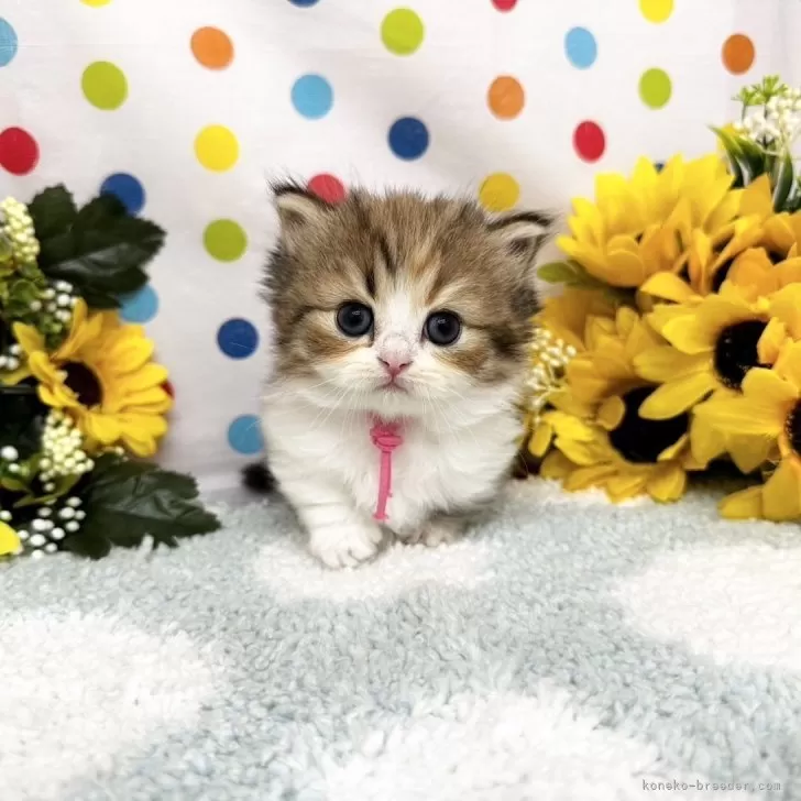 ID:2407-02195の子猫