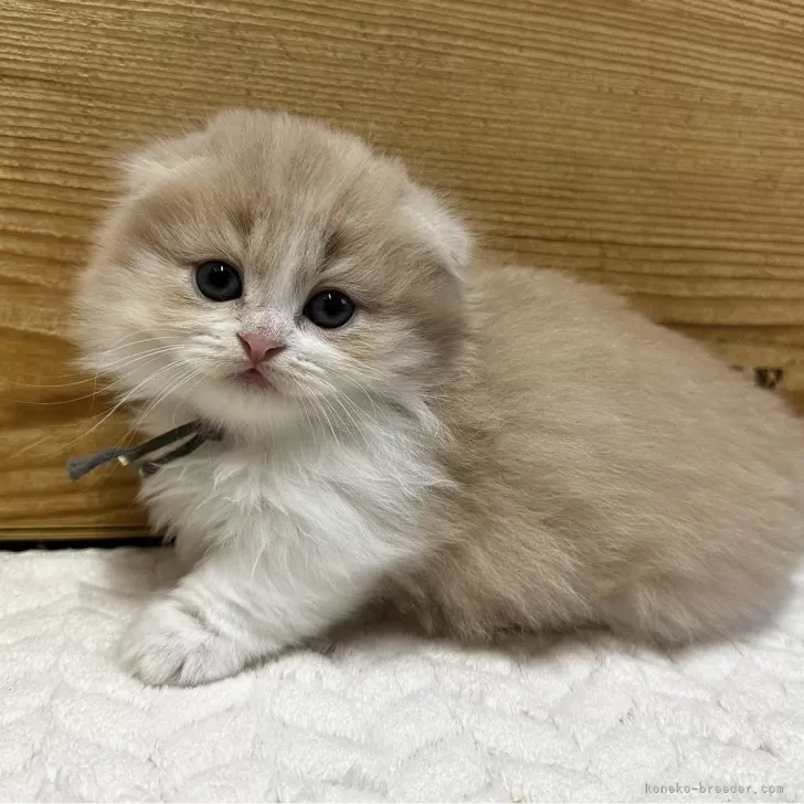 R.K 様のお迎えした子猫