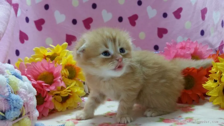ID:1606-00614の子猫