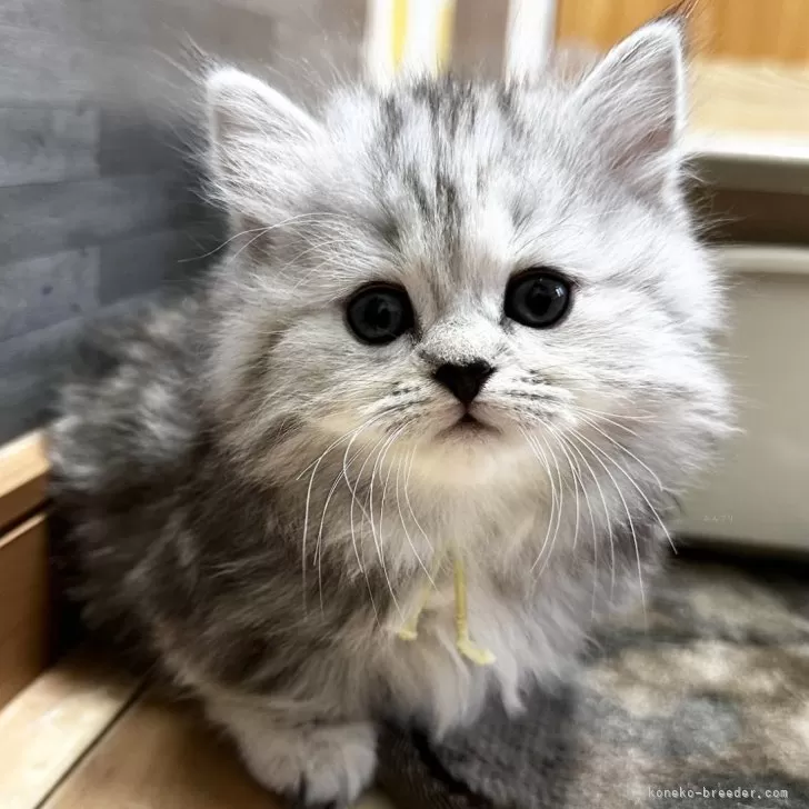 S.M 様のお迎えした子猫