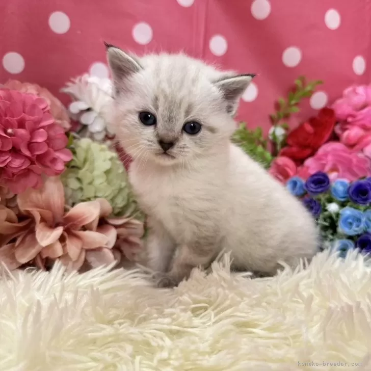 まいまい 様のお迎えした子猫