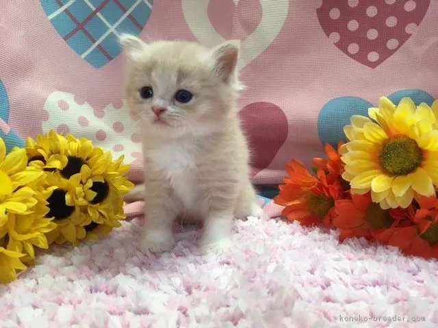 ID：1709-00406の子猫