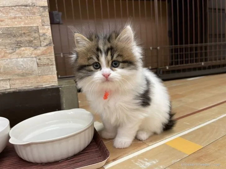ID:2112-02270の子猫
