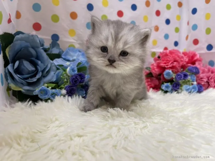 ID:2108-01185の子猫