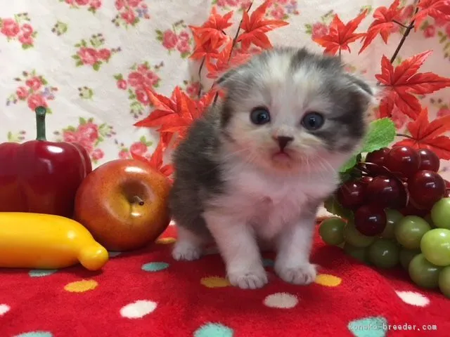 ID:1711-00199の子猫