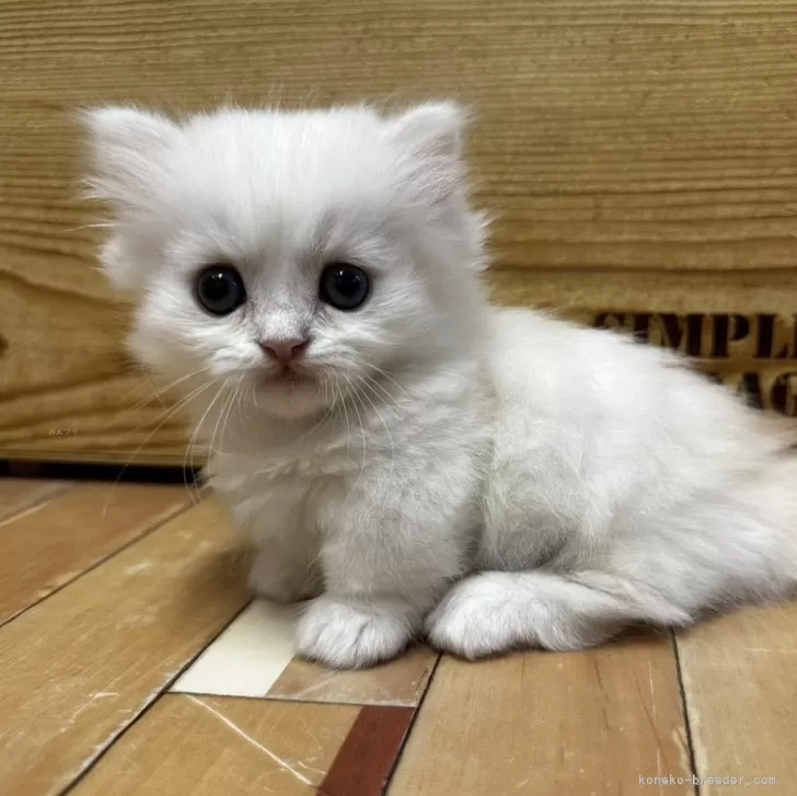 ID：2408-02669の子猫