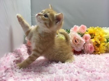 マンチカン【福岡県・女の子・2017年9月7日・レッドタビー】の写真「兄妹仲良し！長足姫♬」