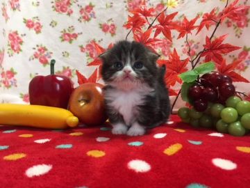 マンチカン【福岡県・女の子・2017年10月5日・ブラウンタビー&ホワイト】の写真「まん丸モコモコ!可愛い短足ガール」