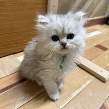 ペルシャ(チンチラ)【福岡県・男の子・2023年8月20日・チンチラシルバー】の写真「今後ますます可愛くなってまいります☆」